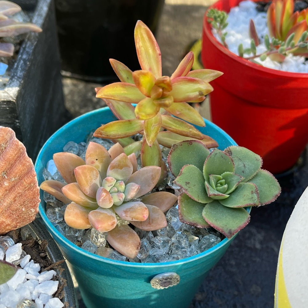 Cup of succies